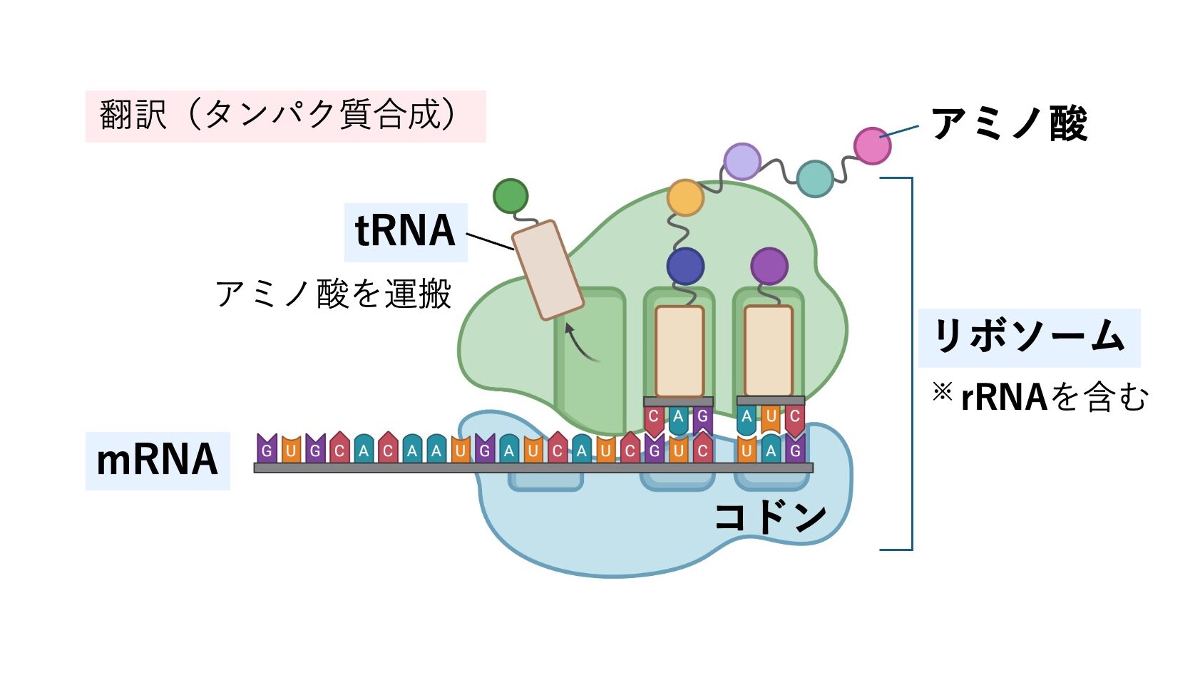 翻訳（タンパク質合成）の模式図。mRNAのコドンに対応して、tRNAがアミノ酸を運び、リボソーム（rRNAを含む）でアミノ酸が連結されてタンパク質が合成される過程を示している。