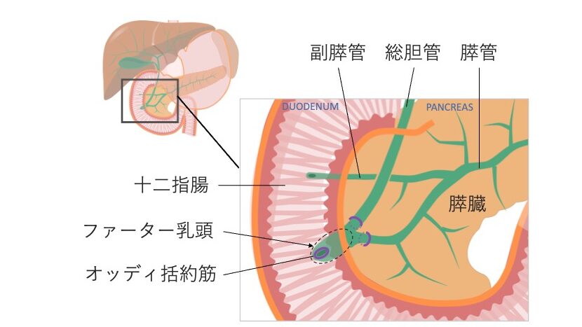 総胆管と主膵管の合流部（肝膵膨大部）および、大十二指腸乳頭、オッディ括約筋の位置関係を示した図。