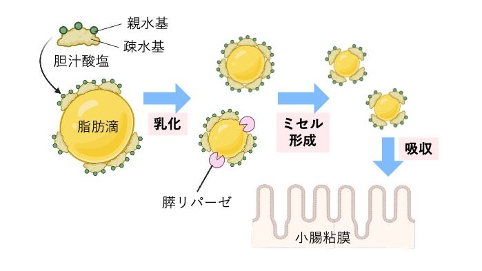 胆汁酸塩が脂肪を乳化し、分解産物がミセルを形成して小腸で吸収される過程。