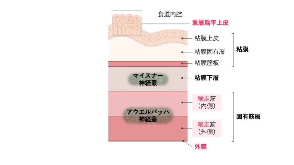 食道壁の断面構造を示す図。重層扁平上皮からなる粘膜、粘膜下層、輪走筋と縦走筋からなる固有筋層、外膜の層構造と、マイスナー神経叢およびアウエルバッハ神経叢の位置を示している。