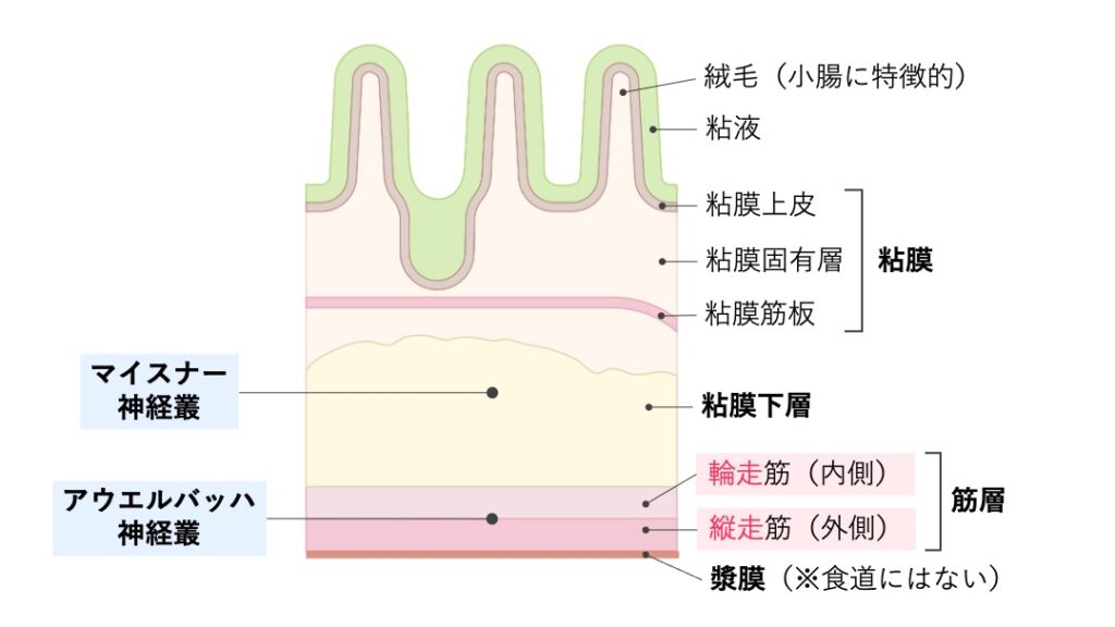 小腸壁の断面構造を示した図。粘膜の絨毛、粘膜固有層、粘膜筋板、粘膜下層、筋層（輪走筋・縦走筋）、漿膜の位置関係を示している。
