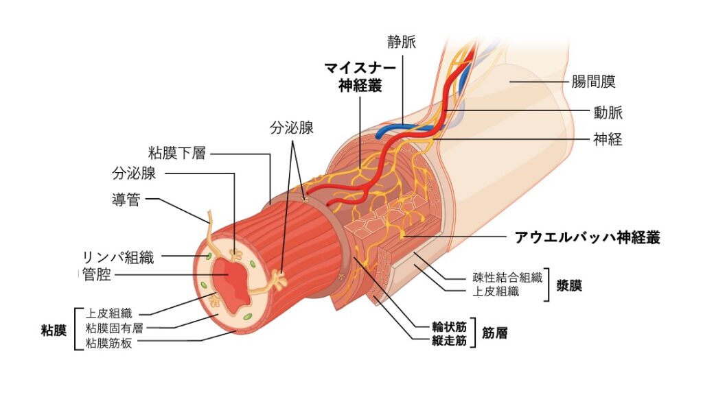消化管壁の断面構造を示した図。粘膜、粘膜下層、筋層（輪走筋・縦走筋）、漿膜の4層に加え、マイスナー神経叢とアウエルバッハ神経叢が描かれている。