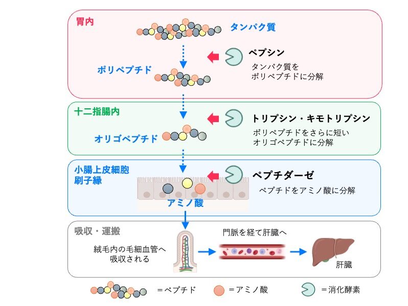 タンパク質の消化と吸収の模式図。胃ではペプシンがタンパク質をポリペプチドへ分解し、十二指腸ではトリプシン・キモトリプシンがオリゴペプチドへ分解する。小腸上皮細胞の刷子縁に存在するペプチダーゼによってアミノ酸となり、小腸絨毛の毛細血管から吸収され、門脈を経て肝臓へ運ばれる。