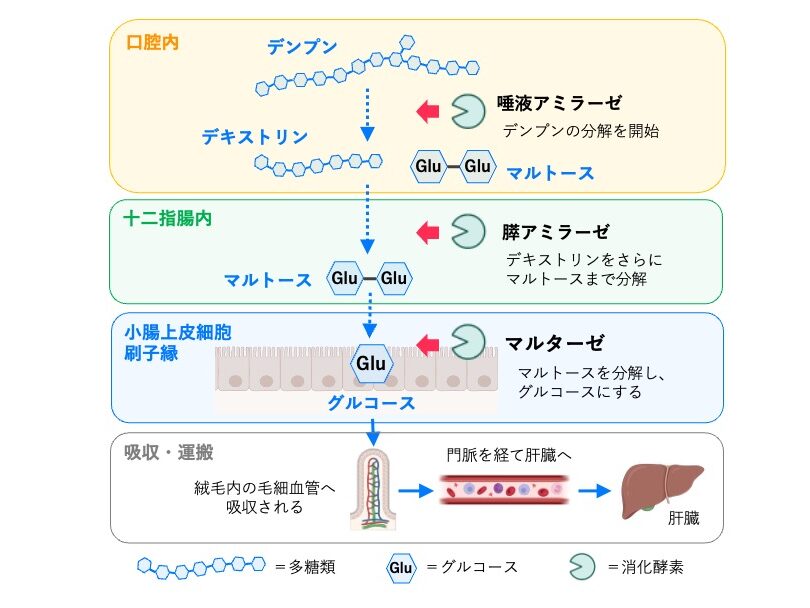 糖質の消化と吸収の模式図。デンプンは口腔内で唾液アミラーゼ、小腸内で膵アミラーゼによりデキストリンやマルトースへ分解される。マルトースは小腸刷子縁のマルターゼによってグルコースとなり、小腸絨毛の毛細血管から吸収され、門脈を経て肝臓へ運ばれる。