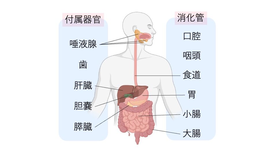 人体の消化器系を示した図。消化管（口腔・咽頭・食道・胃・小腸・大腸）と、唾液腺・肝臓・胆嚢・膵臓などの付属器官を表示している。