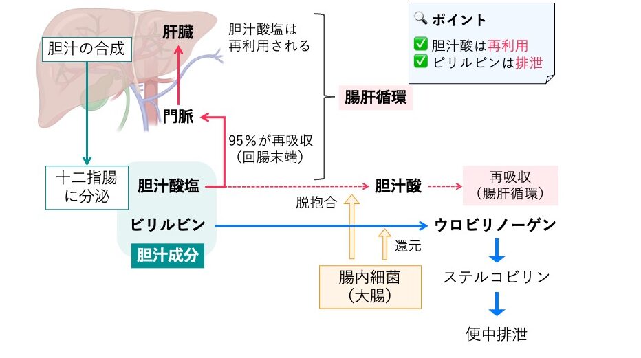 胆汁酸塩とビリルビンの代謝を示す模式図。胆汁酸塩は十二指腸で脂質の消化・吸収を助けた後、約95%が回腸で再吸収され、門脈を経て肝臓へ戻る(腸肝循環)。再吸収されなかった一部は腸内細菌により二次胆汁酸へ変換される。ビリルビンは腸内細菌によってウロビリノーゲンとなり、大部分はステルコビリンとして便中へ排泄され、一部は再吸収されてウロビリンとなり尿中へ排泄される。