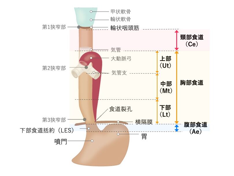 食道の解剖学的構造を示した図。食道を頸部食道(Ce)、胸部食道(Ut・Mt・Lt)、腹部食道(Ae)に区分し、上部食道括約筋(UES)、下部食道括約筋(LES)、食道裂孔、胃との位置関係を示している。