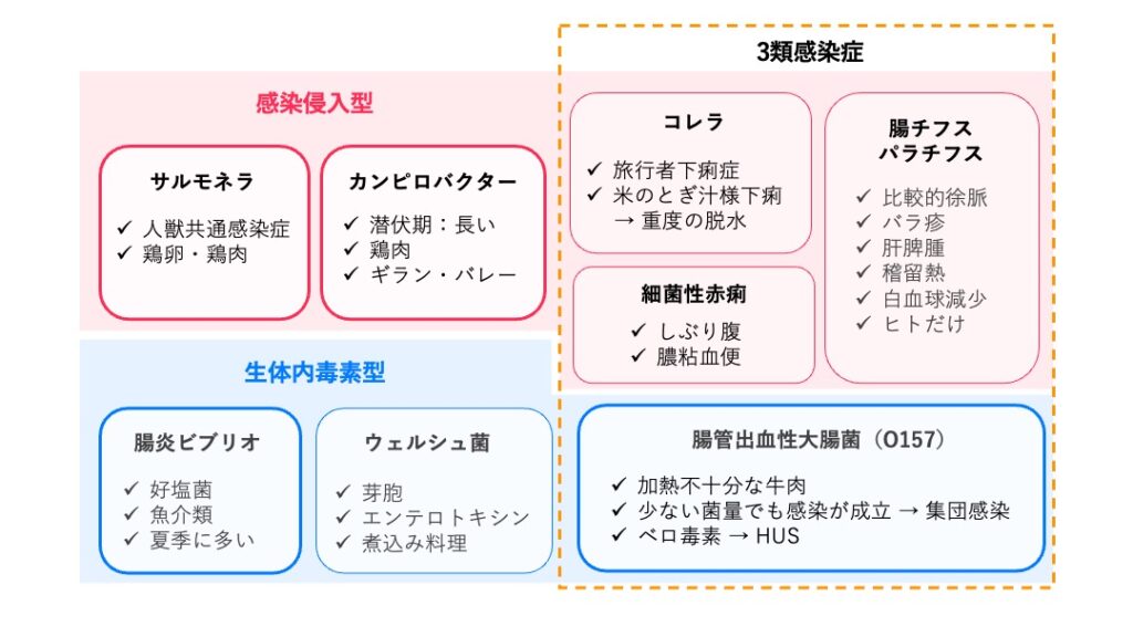 感染型細菌性食中毒の分類図。感染侵入型にはサルモネラ、カンピロバクター、コレラ、細菌性赤痢、腸チフス・パラチフスを、生体内毒素型には腸炎ビブリオ、腸管出血性大腸菌(O157)、ウェルシュ菌を配置し、それぞれの重要キーワードをまとめている。
