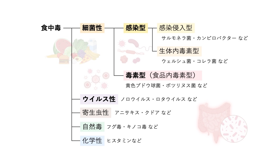 【食中毒】食中毒の分類を図解で解説|感染型・毒素型・ウイルス性の違い