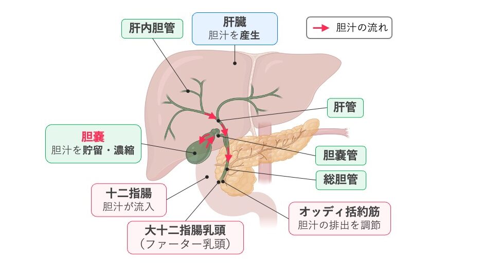 胆汁の流れを示す模式図。肝臓で産生された胆汁は肝内胆管から肝管を通り、胆嚢管を経て胆嚢に貯蔵・濃縮される。食後には胆汁が総胆管を通り、大十二指腸乳頭(ファーター乳頭)から十二指腸へ流入し、オッディ括約筋が胆汁の排出を調節する。