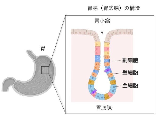 胃粘膜の断面模式図。胃小窩から続く胃底腺の構造と、副細胞、壁細胞、主細胞の分布を示している。