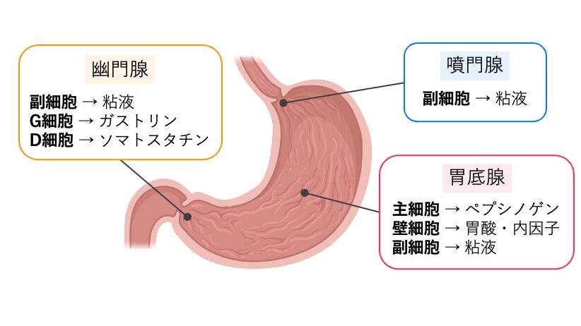 胃の模式図。噴門腺、胃底腺、幽門腺の分布部位と、各胃腺を構成する細胞および主な分泌物を示している。