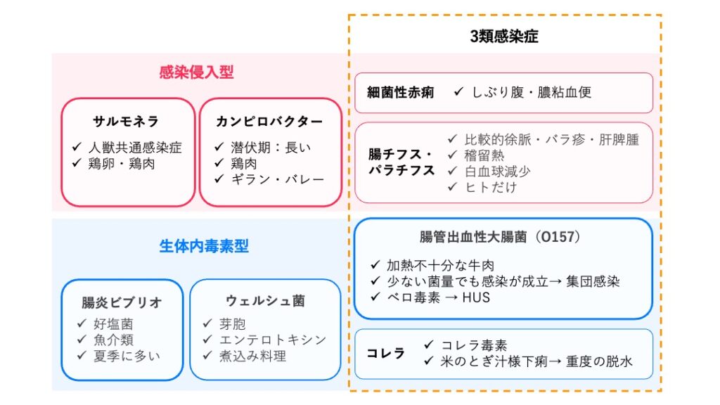 感染型細菌性食中毒の分類図。感染侵入型にはサルモネラ、カンピロバクター、細菌性赤痢、腸チフス・パラチフスを、生体内毒素型には腸炎ビブリオ、ウェルシュ菌、腸管出血性大腸菌(O157)、コレラを配置し、それぞれの特徴や重要キーワードをまとめている。