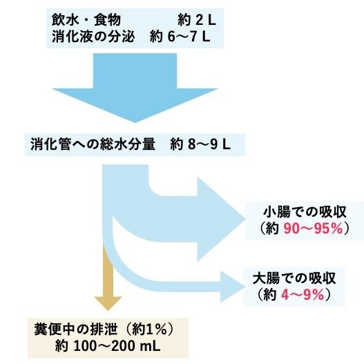 消化管内の水分動態を示した模式図。飲水・食物由来の水分約2Lと消化液約6〜7Lが消化管内へ流入し、小腸で約90〜95%、大腸で約4〜9%が吸収され、約100〜200mLが糞便として排泄される。