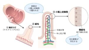 【消化器】小腸・大腸の構造と機能|絨毛・腸間膜・水分吸収を図解で解説