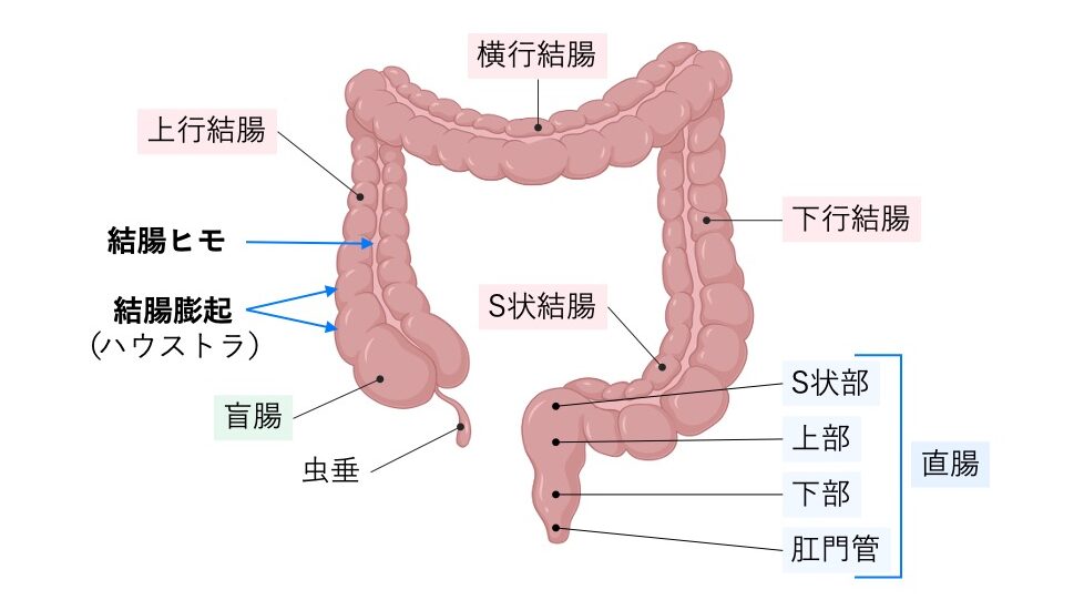 上行結腸、横行結腸、下行結腸、S状結腸、直腸を示した大腸の模式図。盲腸、虫垂、結腸ヒモ、結腸膨起(ハウストラ)の位置も示している。