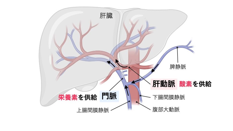肝臓への血流を示す模式図。肝動脈から酸素に富んだ血液が、門脈から小腸や脾臓を経由した栄養素を含む血液が肝臓へ流入する様子を示している。