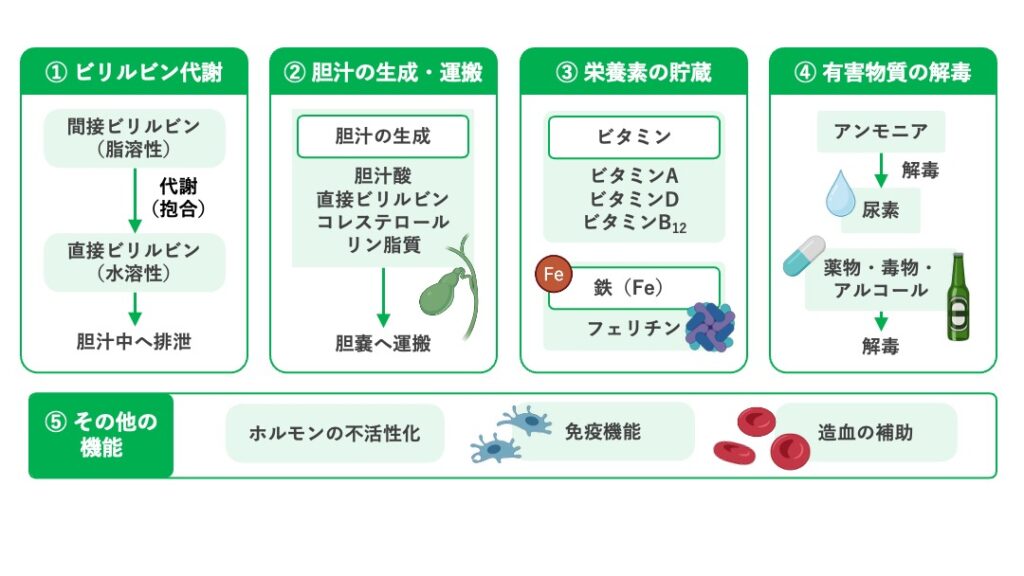 肝臓の三大栄養素の代謝以外の主な働きを示す模式図。間接ビリルビンを直接ビリルビンへ変換して胆汁中へ排泄するビリルビン代謝、胆汁の産生と胆嚢への運搬、ビタミンや鉄(フェリチン)の貯蔵、アンモニアの尿素への変換や薬物・毒物・アルコールの解毒、さらにホルモンの不活性化、免疫機能、胎生期の造血機能を示している。