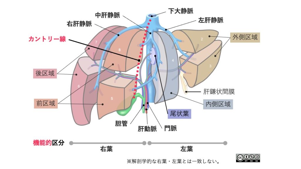 肝区域(Couinaud分類)を示す模式図。肝臓は機能的にカントリー線を境として右葉と左葉に分けられ、さらにS1〜S8の8区域に区分される。右葉は前区域・後区域、左葉は内側区域・外側区域に分けられ、尾状葉(S1)は独立した区域である。