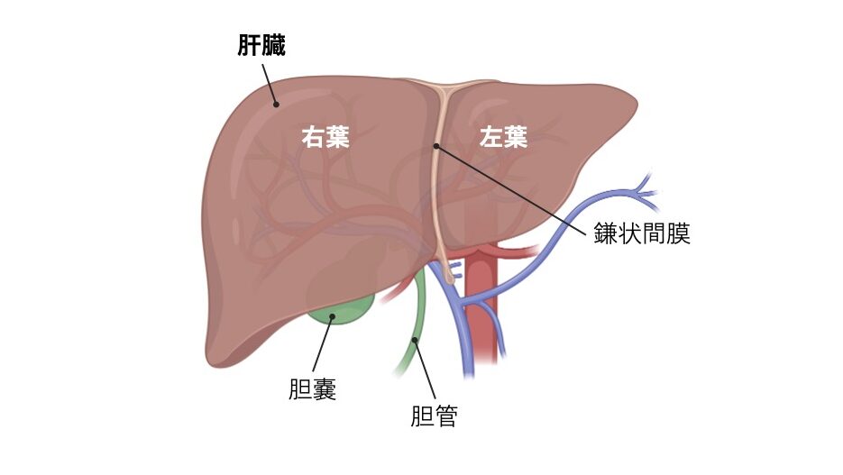 肝臓の外観を示す模式図。肝臓は右葉と左葉からなり、その境界には鎌状間膜がある。下面には胆嚢と胆管が位置している。