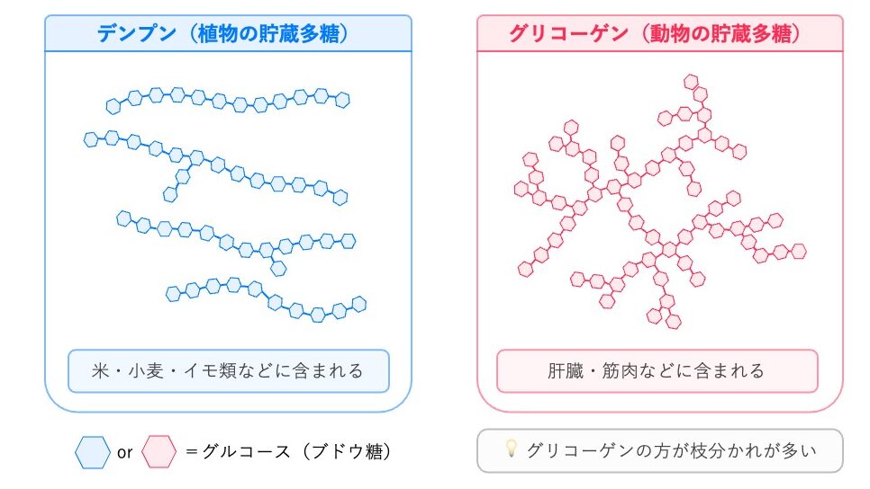 デンプンとグリコーゲンの構造比較を示した模式図。デンプンは分枝が少ない鎖状構造、グリコーゲンは分枝が非常に多い構造を示す。