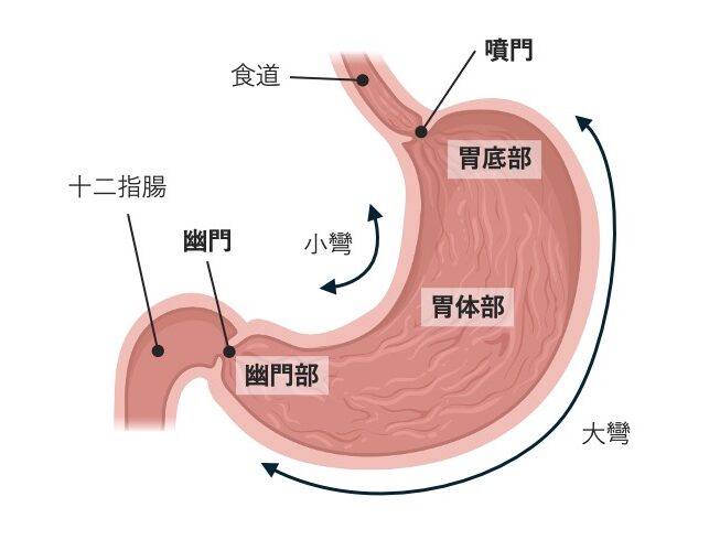 胃の模式図。食道と十二指腸との位置関係、噴門と幽門、小彎と大彎、および胃底部・胃体部・幽門部の区分を示している。