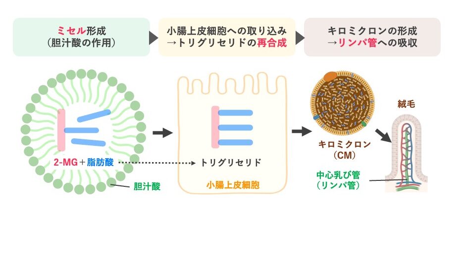 脂質の吸収過程を示した模式図。2-モノアシルグリセロールと遊離脂肪酸は胆汁酸とともにミセルを形成し、小腸上皮細胞へ取り込まれる。細胞内でトリグリセリドに再合成され、キロミクロンとして中心乳び管（リンパ管）へ吸収される。