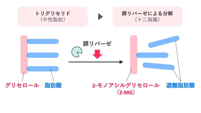 トリグリセリド（中性脂肪）が十二指腸で膵リパーゼによって分解され、2-モノアシルグリセロールと遊離脂肪酸2分子になる過程を示した模式図。
