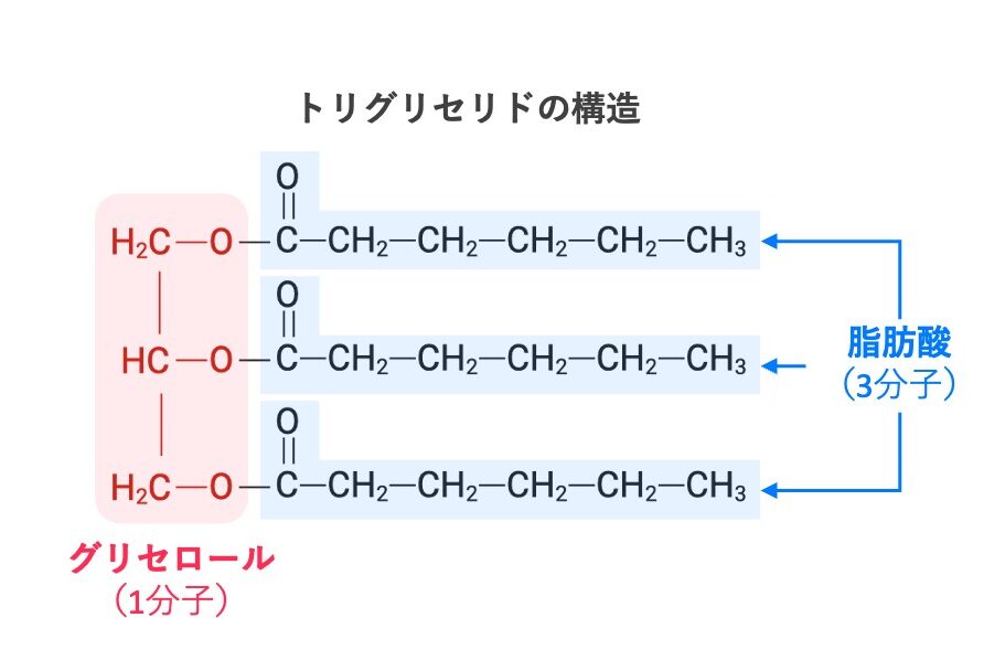 中性脂肪（トリグリセリド）の構造を示す模式図。グリセロール1分子に、3分子の脂肪酸が結合した構造を示している。