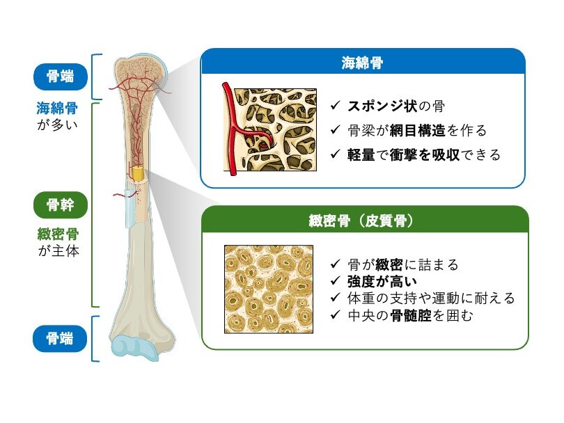 長管骨の模式図。骨端には海綿骨が多く、骨幹は緻密骨（皮質骨）が主体であることを示す。海綿骨は骨梁による網目状構造で軽量かつ衝撃吸収に優れ、緻密骨は骨が密に詰まった構造で骨髄腔を囲み、高い強度をもつことを示している。
