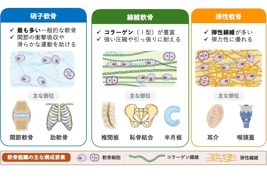 3種類の軟骨組織（硝子軟骨・線維軟骨・弾性軟骨）の特徴と主な部位を比較した模式図。各軟骨の組織イメージ、特徴、代表的な存在部位（関節軟骨・肋軟骨、椎間板・恥骨結合・半月板、耳介・喉頭蓋）を示し、下部に軟骨細胞・コラーゲン線維・弾性線維の構成要素を掲載している。