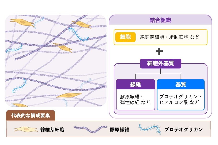 結合組織の基本構造を示す概念図。結合組織は細胞と細胞外基質から構成され、細胞外基質は線維成分と基質に分類される。代表的な構成要素として線維芽細胞、膠原線維、プロテオグリカンを示している。