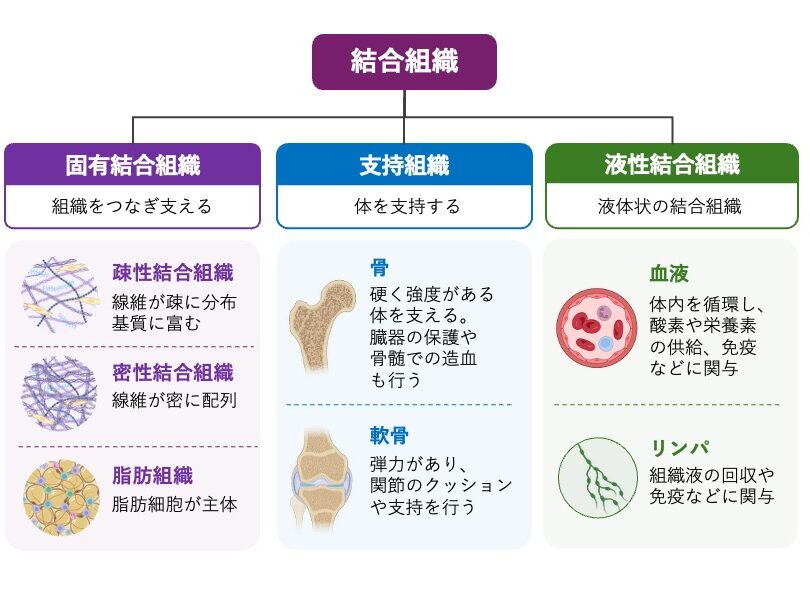 結合組織の分類を示す模式図。結合組織は固有結合組織、支持組織、液性結合組織に分類される。固有結合組織には疎性結合組織・密性結合組織・脂肪組織、支持組織には骨・軟骨、液性結合組織には血液・リンパを示し、それぞれの特徴を簡潔にまとめている。