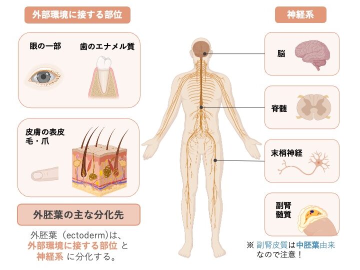 外胚葉の主な分化先を示す模式図。外部環境に接する組織（皮膚の表皮・毛・爪、眼の一部、歯のエナメル質）と、神経系（脳・脊髄・末梢神経）、副腎髄質が外胚葉由来であることを示している。