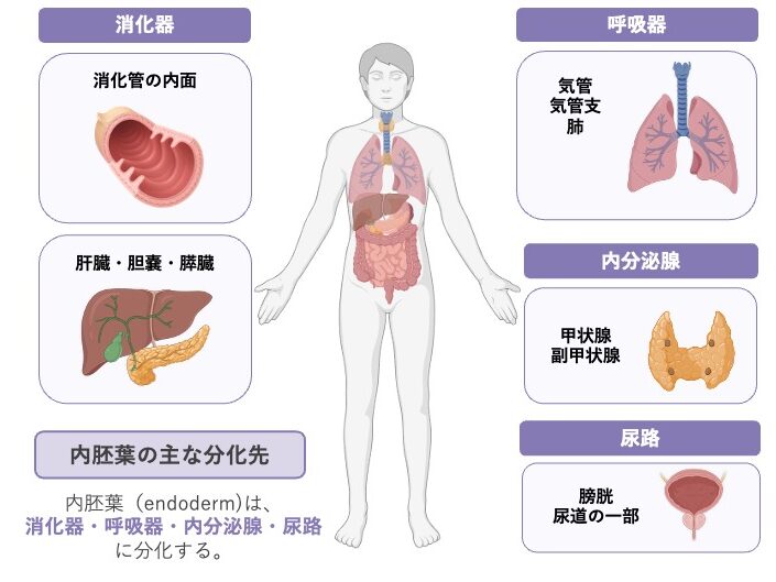 内胚葉の主な分化先を示す模式図。消化器（消化管の内面、肝臓・胆嚢・膵臓）、呼吸器（気管・気管支・肺）、内分泌腺（甲状腺・副甲状腺）、尿路（膀胱・尿道の一部）が内胚葉由来であることを示している。