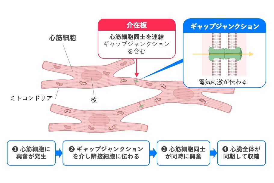 心筋細胞は介在板で連結され、介在板に含まれるギャップ結合を介して電気刺激が隣接細胞へ伝わることで、心臓全体が同期して収縮し、機能的合胞体を形成する模式図。