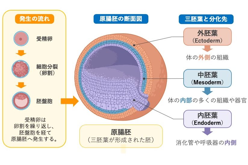 受精卵から胚盤胞、原腸胚への発生過程と、原腸胚で形成される外胚葉・中胚葉・内胚葉の三胚葉、およびそれぞれの主な分化先を示した模式図。