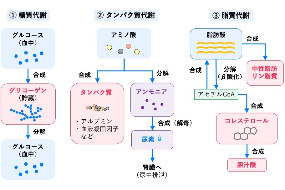 肝臓における三大栄養素の代謝を示す模式図。糖質はグルコースとグリコーゲンの合成・分解、タンパク質はタンパク質合成とアンモニアから尿素への変換、脂質は脂肪酸の合成・分解(β酸化)、中性脂肪・リン脂質・コレステロール・胆汁酸の合成を示している。