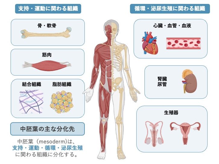 中胚葉の主な分化先を示す模式図。支持・運動に関わる組織（骨・軟骨・筋肉・結合組織・脂肪組織）と、循環・泌尿生殖に関わる組織や器官（心臓・血管・血液、腎臓・尿管、生殖器）が中胚葉由来であることを示している。
