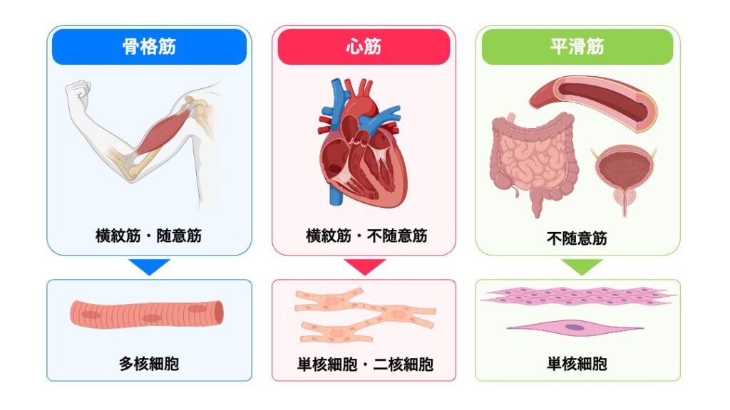 骨格筋・心筋・平滑筋の3種類の筋組織を比較した模式図。骨格筋は横紋筋・随意筋で多核細胞、心筋は横紋筋・不随意筋で単核または二核細胞、平滑筋は不随意筋で単核細胞から構成されることを示す。