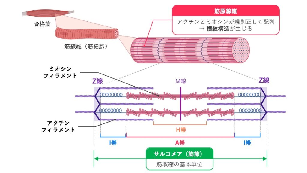 筋線維(筋細胞)の内部構造を示す模式図。筋線維内には多数の筋原線維が存在し、筋原線維はアクチンフィラメントとミオシンフィラメントから構成される。筋原線維にはA帯、I帯、H帯、Z線、M線がみられ、Z線から隣のZ線までが筋節(サルコメア)であり、筋収縮の基本単位となることを示す。