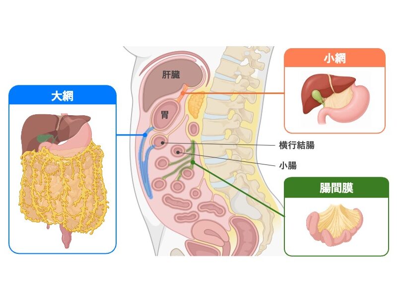 腹膜の形成物である小網・大網・腸間膜の位置と連結関係を示した模式図。小網は肝臓と胃小彎、大網は胃大彎と横行結腸、腸間膜は小腸と後腹壁を連結している。