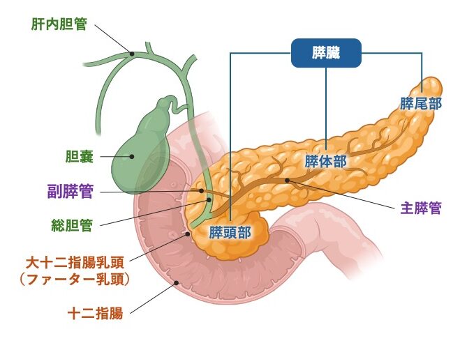 膵頭部・膵体部・膵尾部や膵管と胆嚢・十二指腸の位置関係を示す図。