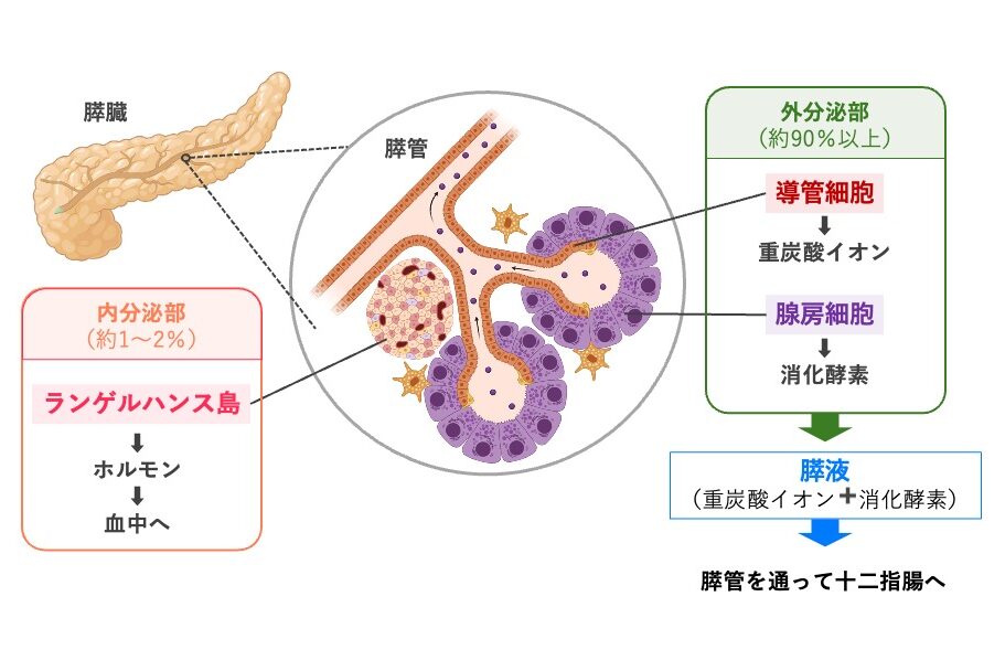 膵臓の外分泌部と内分泌部を示す模式図。腺房細胞は消化酵素、導管細胞は重炭酸イオンを分泌し、ランゲルハンス島はホルモンを分泌する。