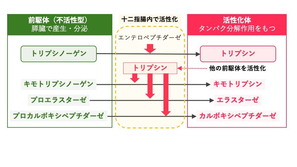 膵タンパク分解酵素の活性化機構を示す模式図。トリプシノーゲンは十二指腸内でエンテロペプチダーゼによりトリプシンへ活性化され、トリプシンがキモトリプシノーゲン、プロエラスターゼ、プロカルボキシペプチダーゼをそれぞれ活性化する様子を示している。