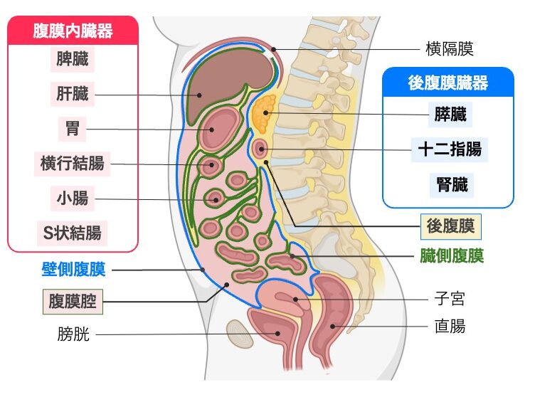 腹膜の模式図。壁側腹膜、臓側腹膜、腹膜腔の位置関係と、腹膜内臓器(胃・肝臓・脾臓・小腸・横行結腸・S状結腸)および後腹膜臓器(膵臓・十二指腸・腎臓)の位置を示した図。