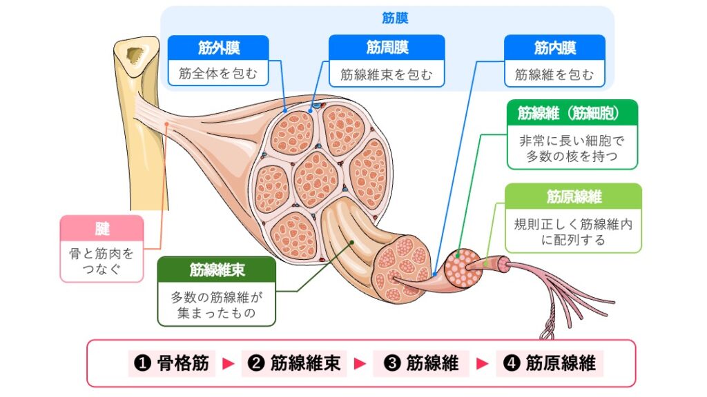 骨格筋の階層構造を示す模式図。骨格筋は筋線維束から構成され、筋線維束は多数の筋線維(筋細胞)から成る。筋線維内には筋原線維が規則正しく配列し、筋全体は筋外膜、筋線維束は筋周膜、筋線維は筋内膜に包まれている。筋の両端は腱を介して骨に付着する。