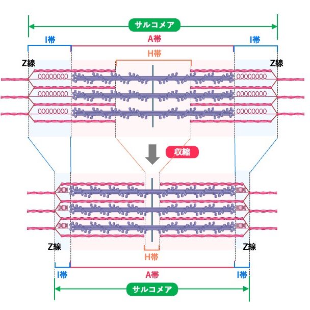 筋収縮に伴うサルコメアの変化を示す模式図。収縮前後を比較し、アクチンフィラメントがミオシンフィラメントの間へ滑り込むことでサルコメアが短縮する様子を示している。収縮時にはZ線同士が近づき、I帯とH帯は短縮する一方、A帯の長さは変化しない。