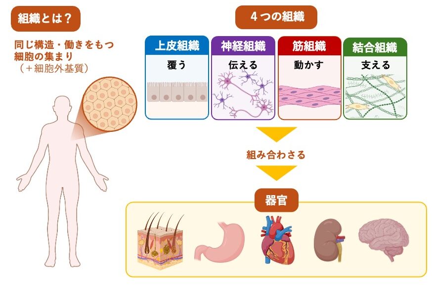 人体を構成する4つの組織（上皮組織・神経組織・筋組織・結合組織）と、それらが組み合わさって皮膚・胃・心臓・腎臓・脳などの器官を形成する関係を示した模式図。