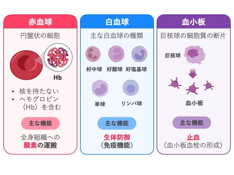 赤血球・白血球・血小板の特徴と主な働きを示した図。赤血球は核をもたずヘモグロビンを含み、酸素を運搬する。白血球には好中球・好酸球・好塩基球・単球・リンパ球などがあり、生体防御に関与する。血小板は巨核球の細胞質から生じる断片で、血小板血栓を形成して止血に関与する。